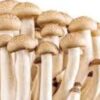 White teacher mushroom spores