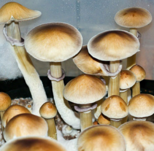 Burma mushroom spores