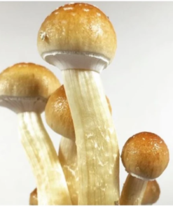 Golden Teacher Mushroom spores