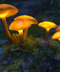 luminous mushroom spores